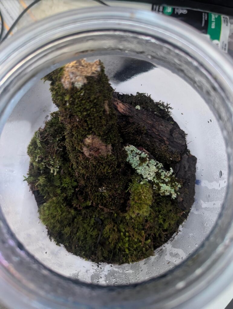 My little slice of forest floor My little slice of forest floor