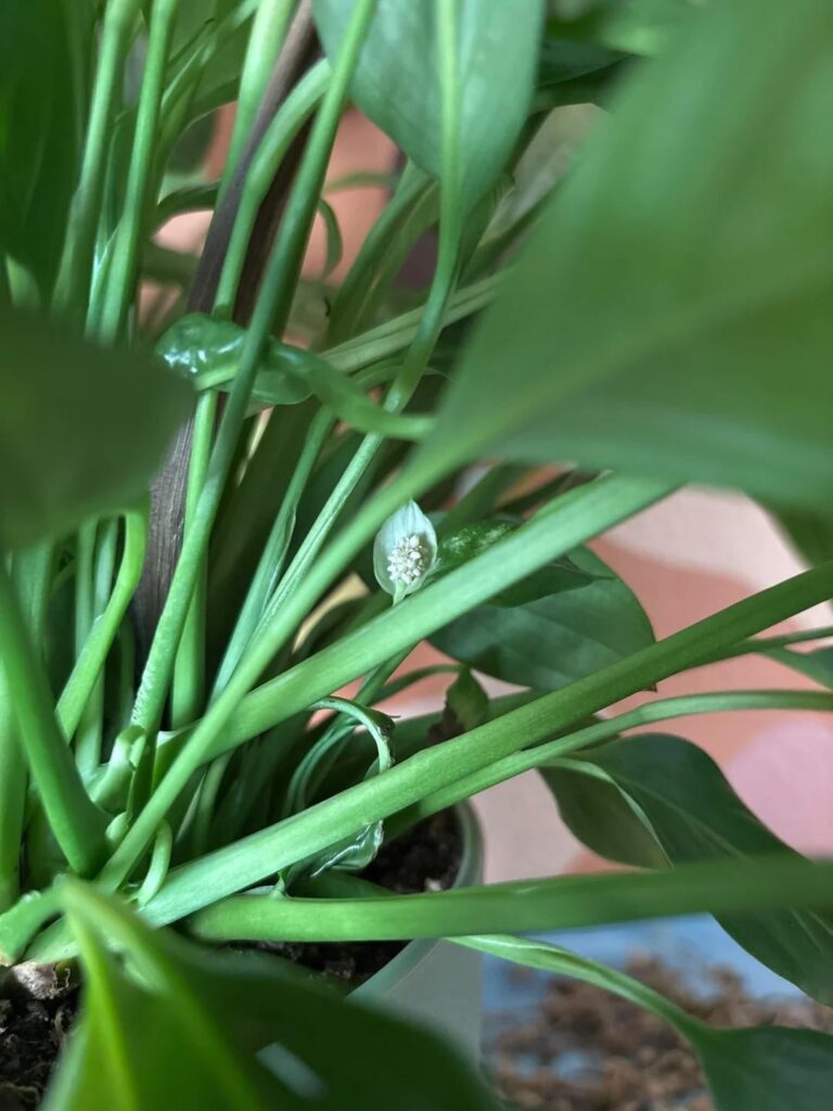 Told my Peace Lily she was going outside if I didn’t get a flower this year— her response is this