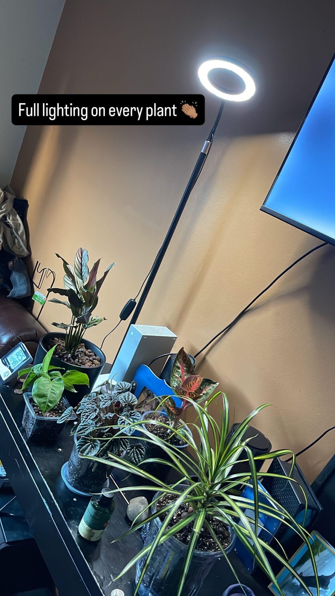 Is this lightning good for my tropical plants ? My calathea prays early due to the time change 👏🏽