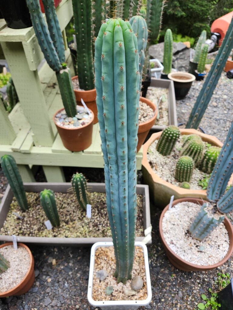 Kind of obsessed with how the new growth forms on this one. What a difference 14 months can make! Kind of obsessed with how the new growth forms on this one. What a difference 14 months can make!