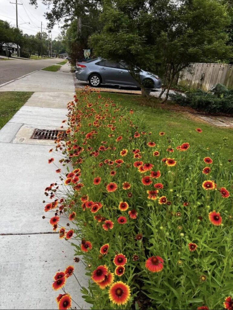 Blanket flowers