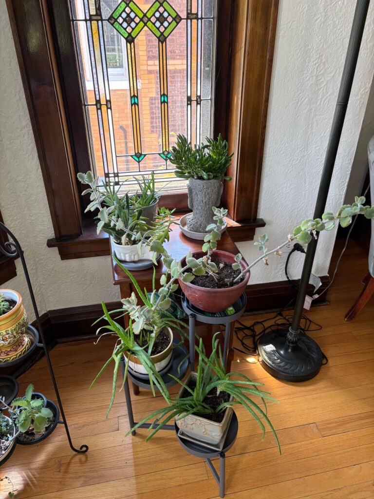 My dad is in the hospital and I want to keep his plants alive. Can anyone tell me what these are and about how often to water them?