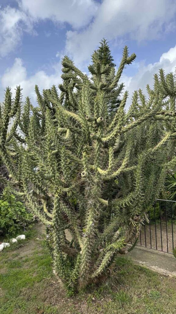 This handsome man grows in my yard)
