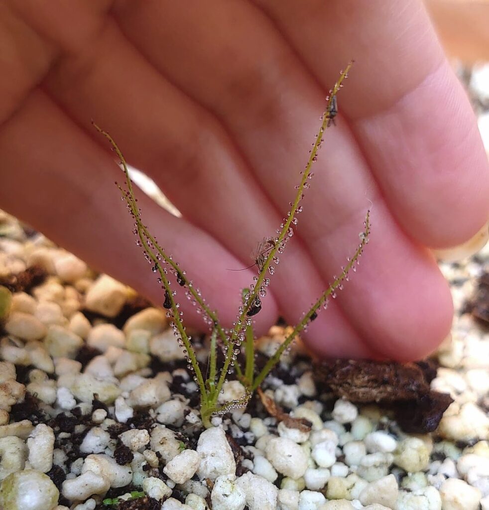 Drosophyllum babies, they are growing well!