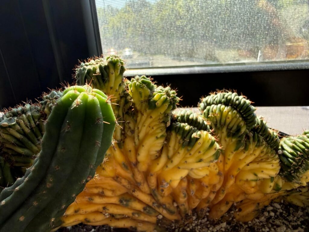 Loving the new growth