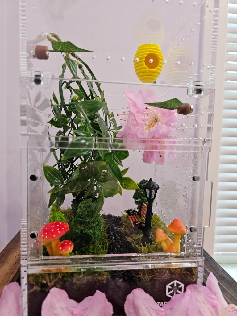 My jumping spider enclosure with live moss as grass and my spidey Mika!