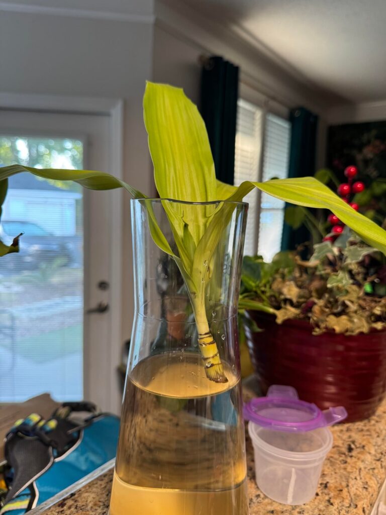 Desperately seeking help!