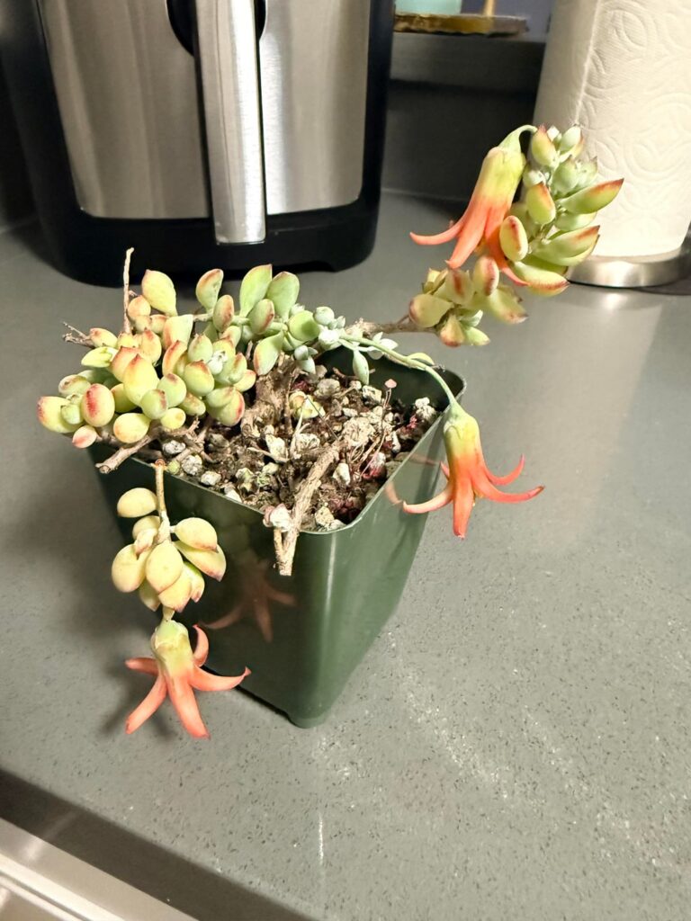 My plant has bloomed!