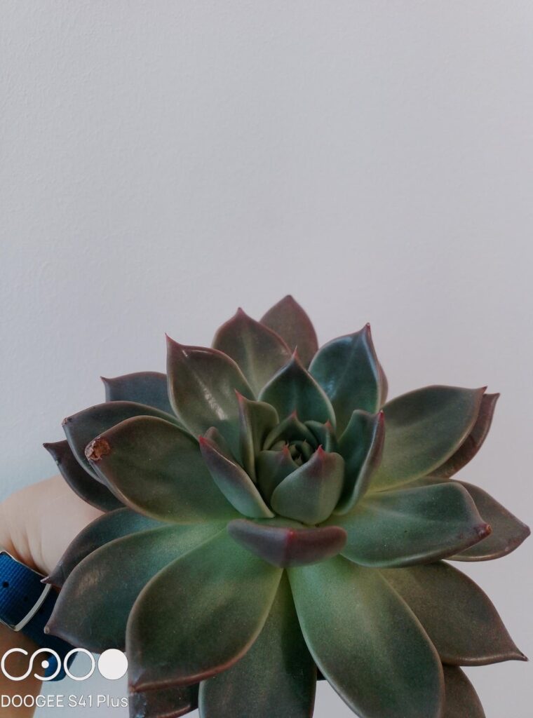 This beast This beast