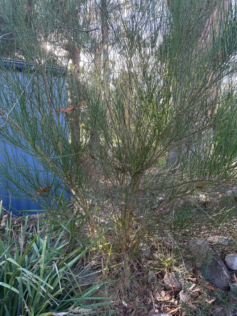 Plant id please