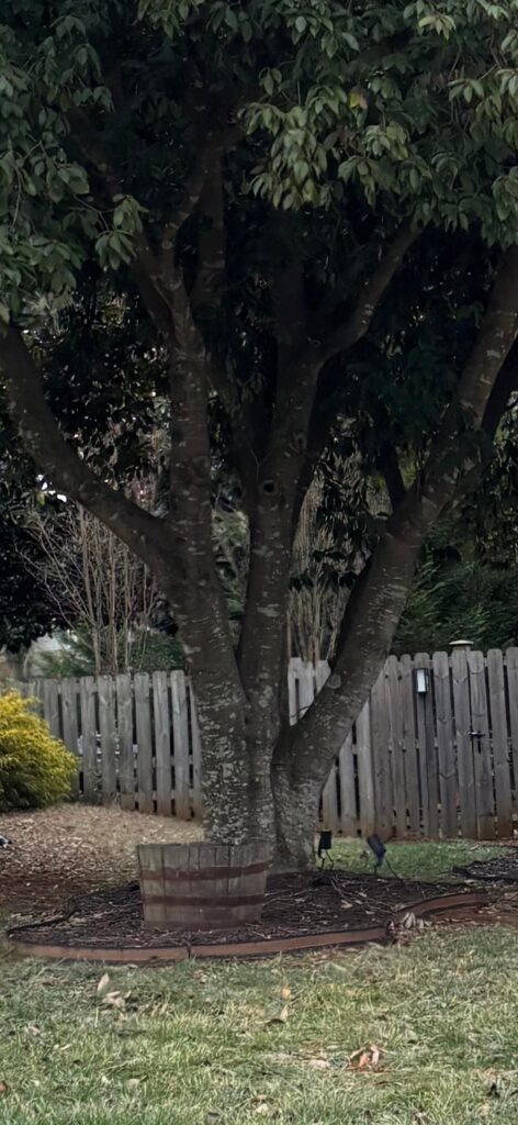 ID Tree?