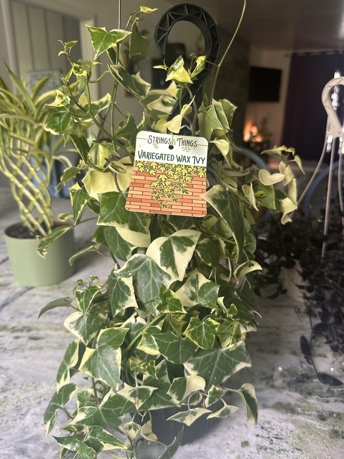 Found variegated wax ivy at my favorite nursery today!!!