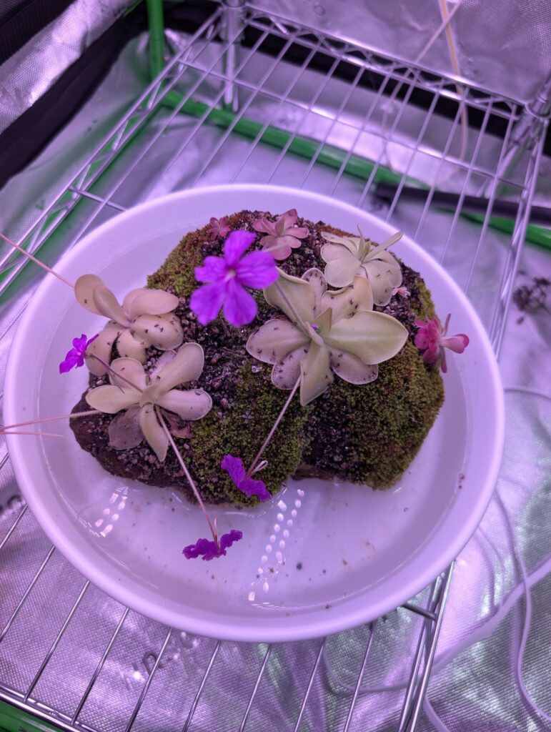 2 months of Ping Rock!