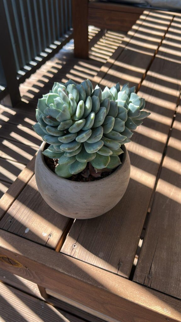 Every single echeveria I own dies. Trying one last time