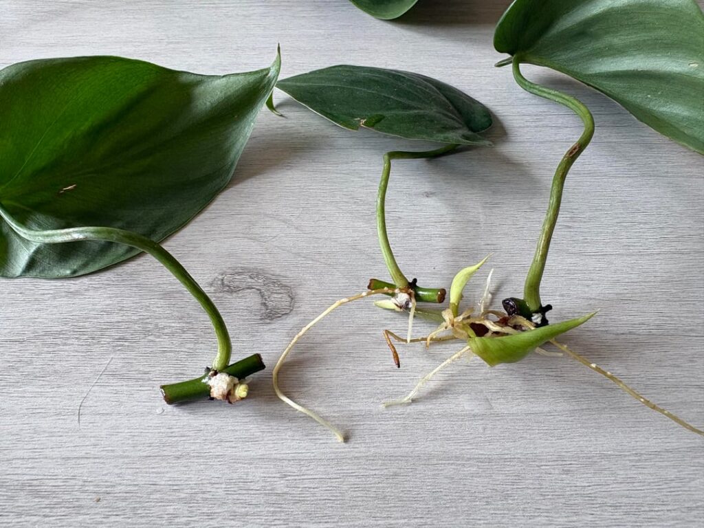 What are these white things on the roots of my philodendron cuttings? What are these white things on the roots of my philodendron cuttings?