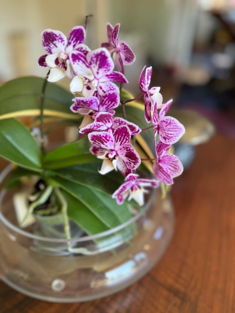 First rebloom!