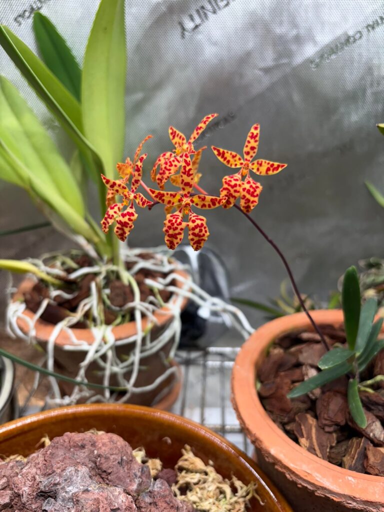 Renanthera monachica