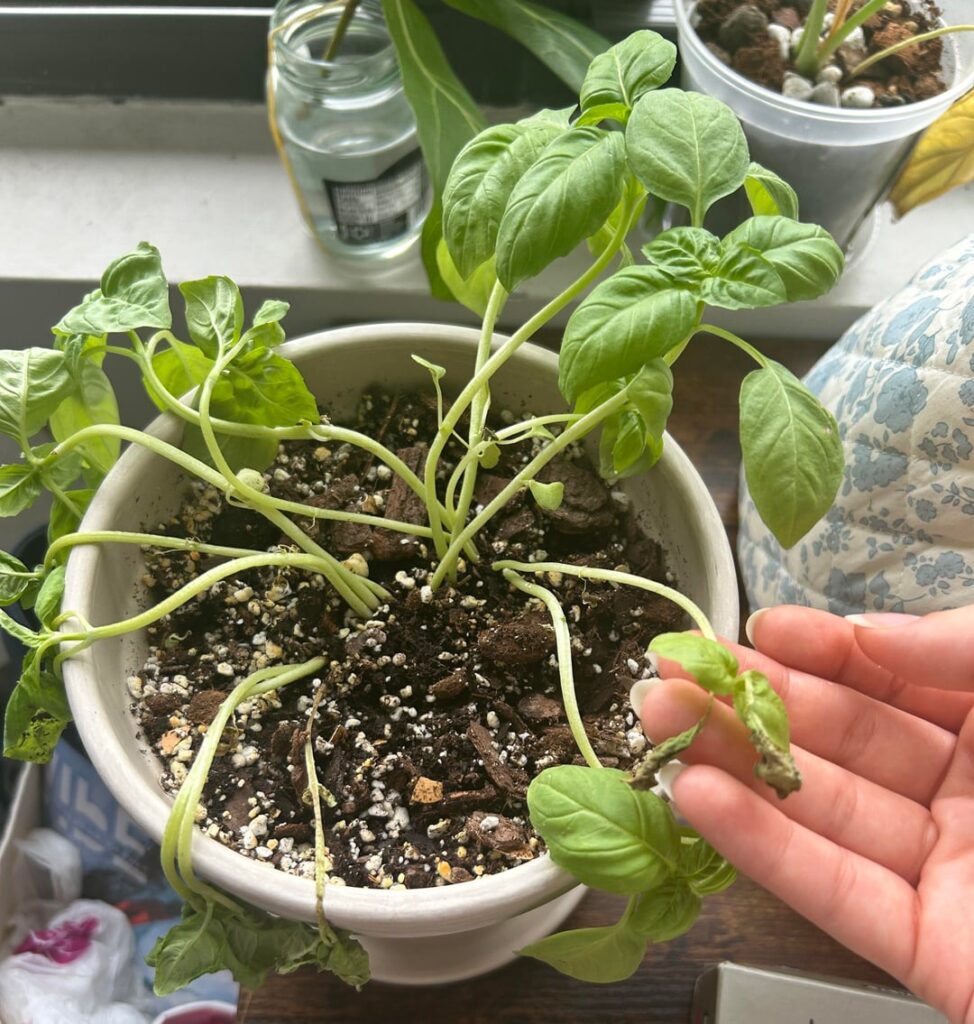 first time basil help