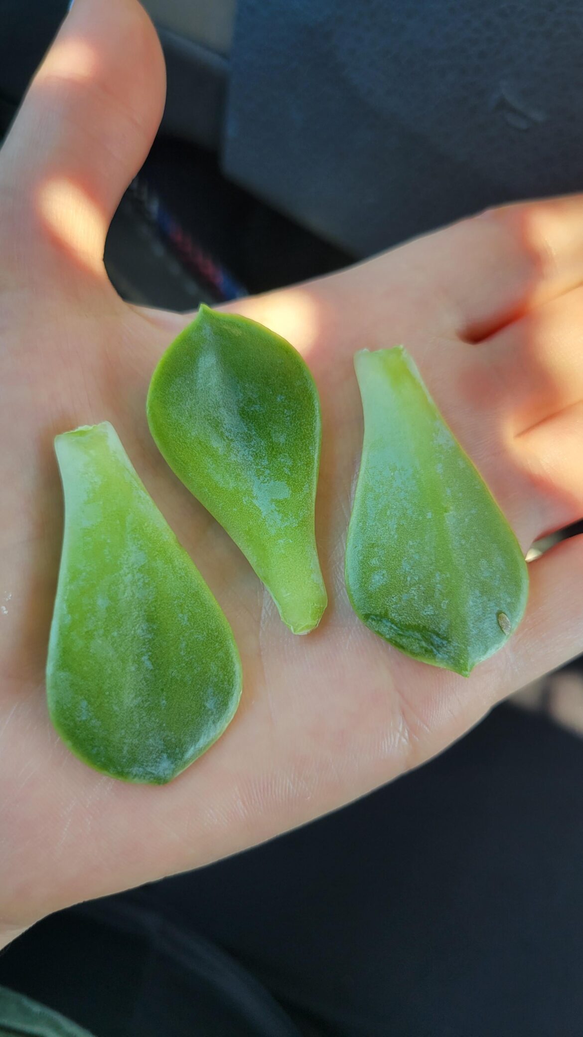 Found these succulent leaves on the floor at Lowe’s… tips? Found these succulent leaves on the floor at Lowe's... tips?