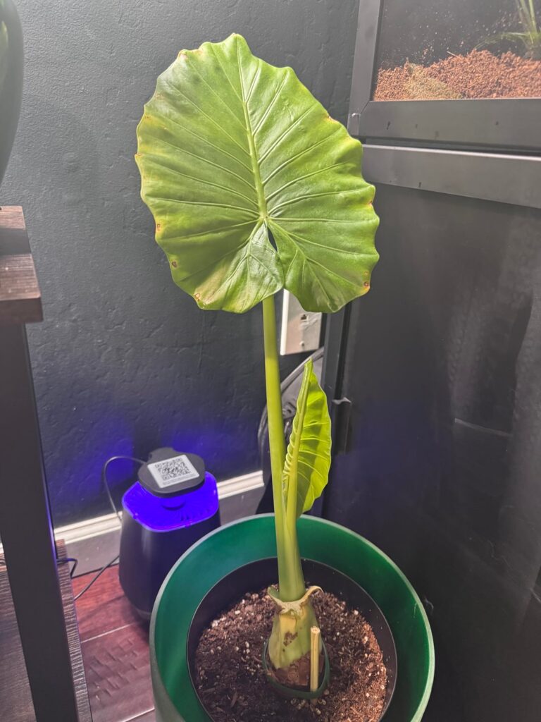 My calidora rescue has been with me for a week and already putting out a new leaf!😍😍😍