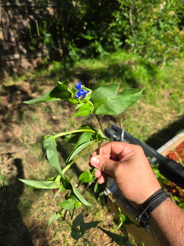 Found in my garden Found in my garden