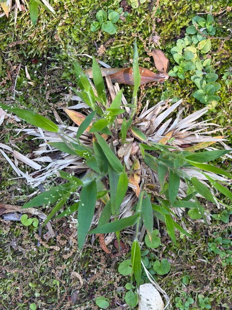 What invasive grass is this?