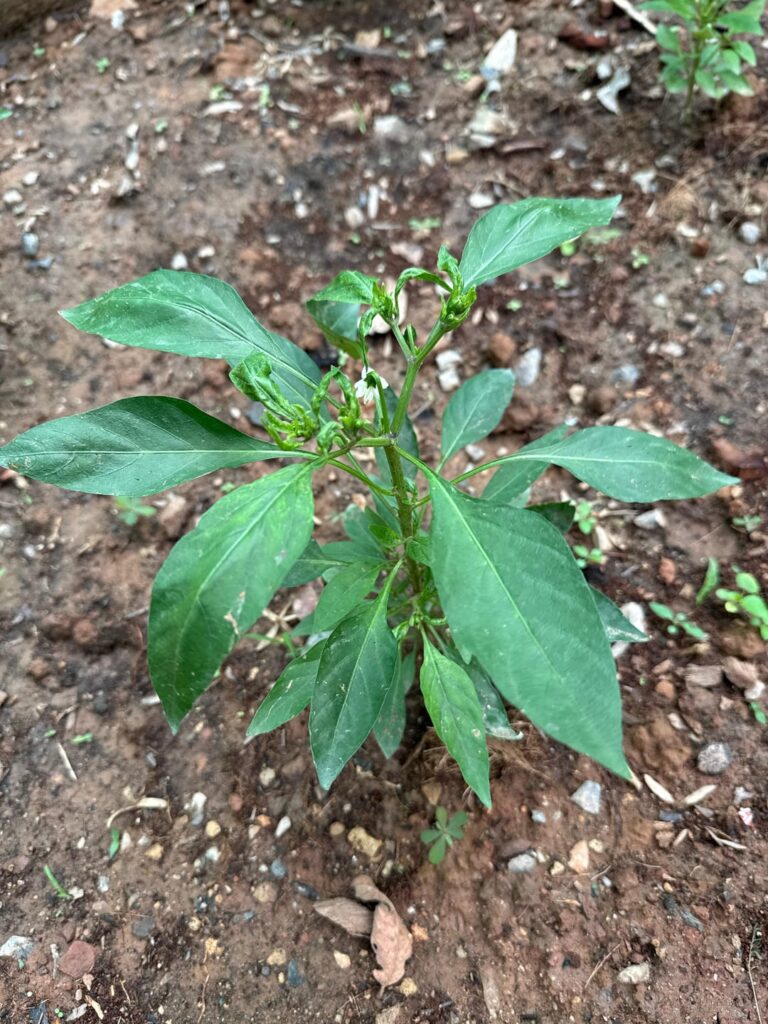 What’s wrong with my chilis?