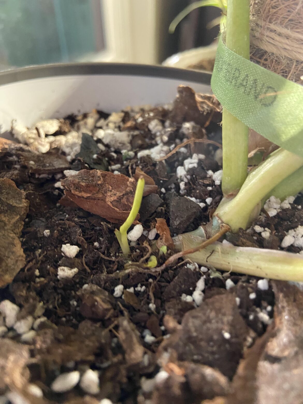 What is this growing out of my ROF?