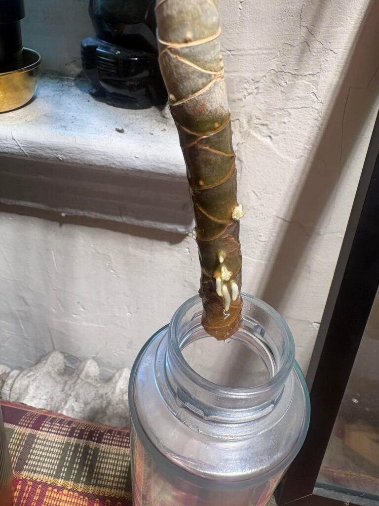 Dragon Tree starting to grow roots! Dragon Tree starting to grow roots!