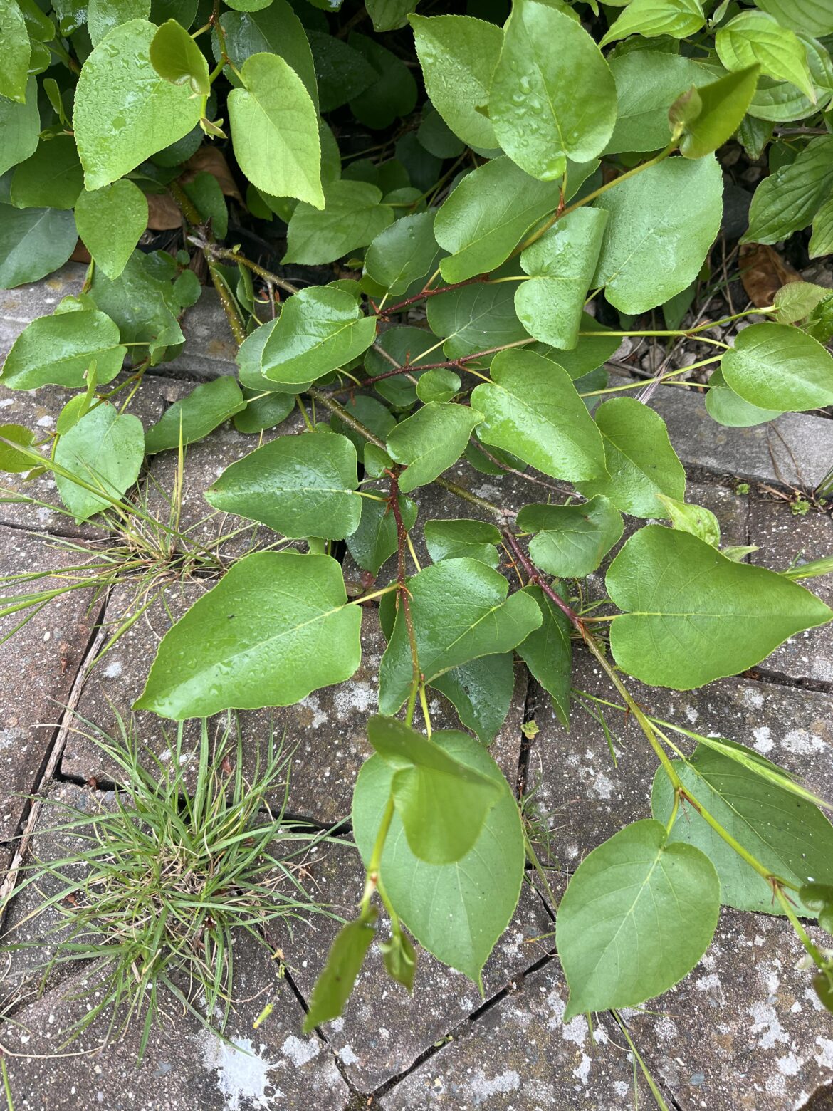 Found this under a shrub in new garden
