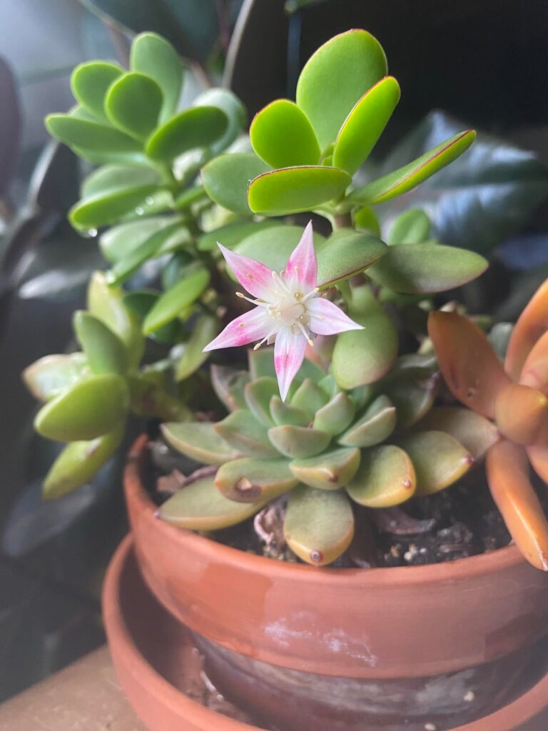 My easiest and hardest babies both decided to flower this week 💖