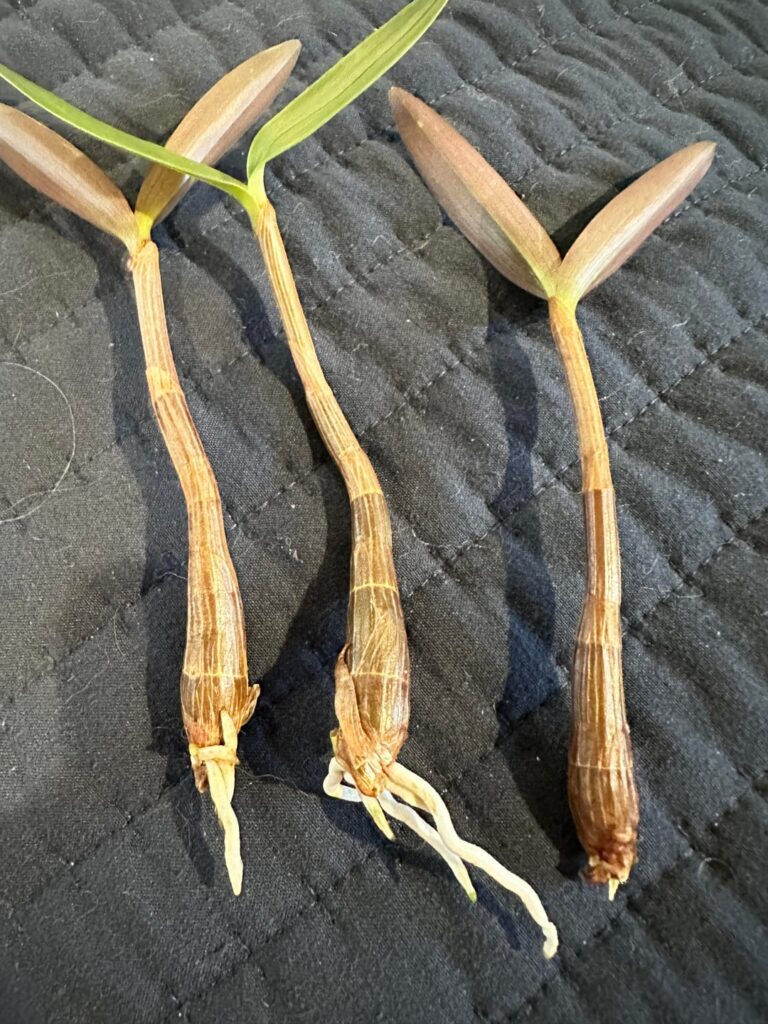 3 new seedlings? So tiny! 3 new seedlings? So tiny!