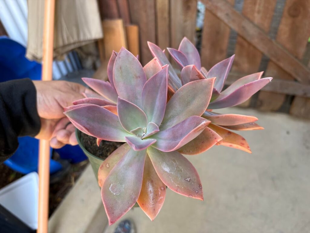 Can Someone Help ID?