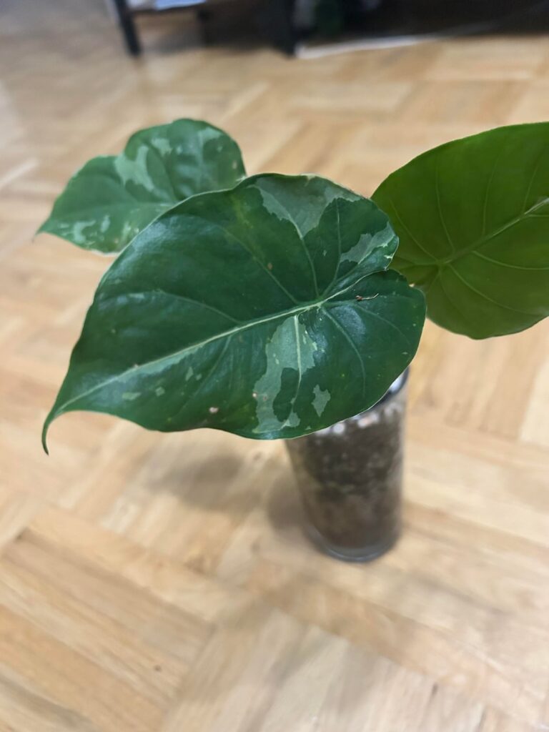 What Kind is this