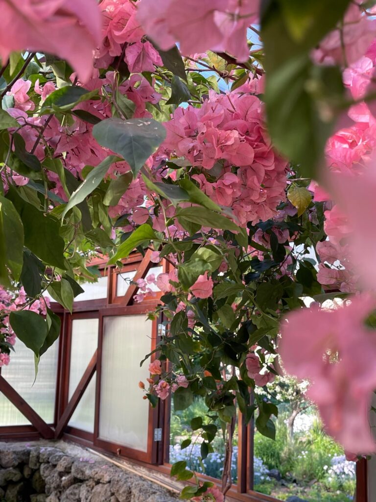 Bougainvillea blooming in the indoor garden 🌺
