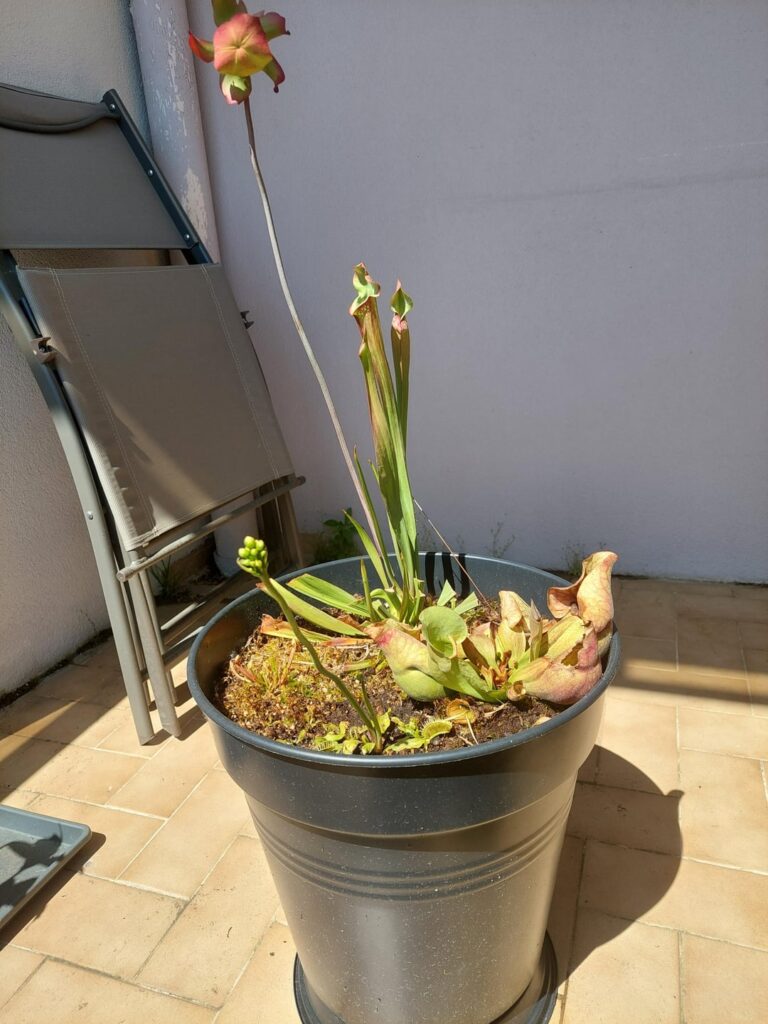 Bog pot 2 months update. Spring is kicking in!