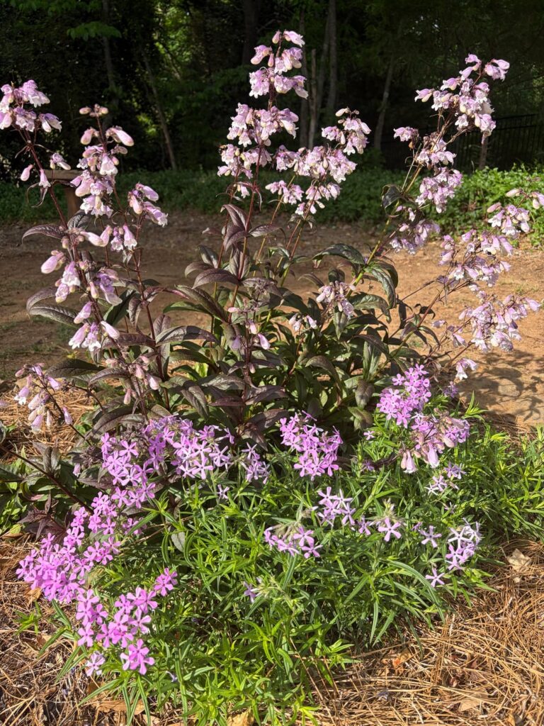 Foxglove Beardtongue (“Blackbeard”) and Downy Phlox combo