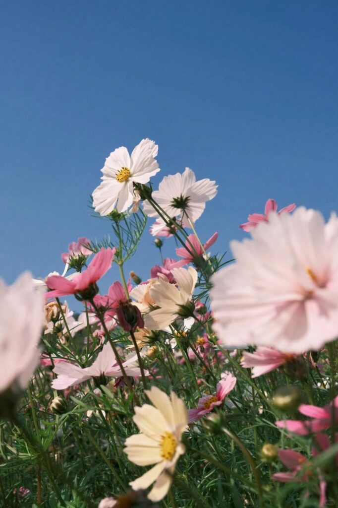 Shot some cosmos flowers on my Fuji and they turned out kinda dreamy