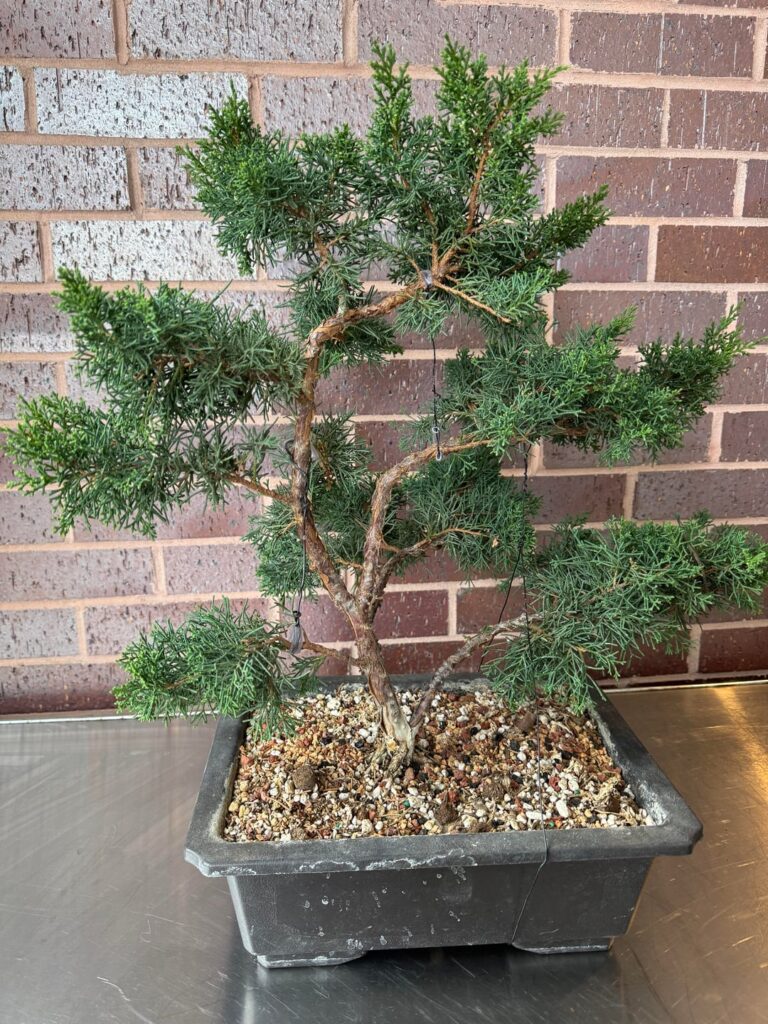 What to do to further refine this tree? What to do to further refine this tree?
