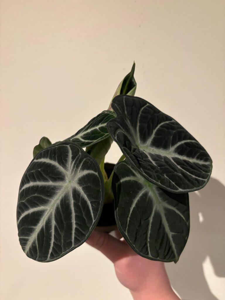 Ninja growth from March 7th to May 4th
