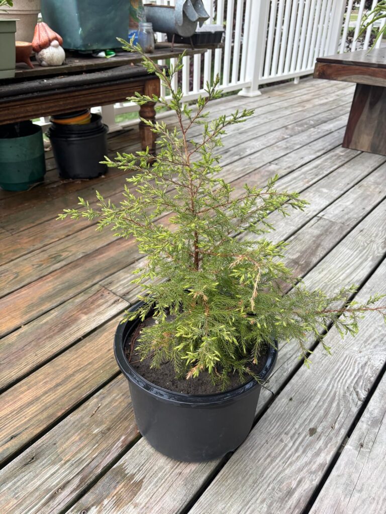 What to do with potted volunteer trees? (Central Iowa) What to do with potted volunteer trees? (Central Iowa)