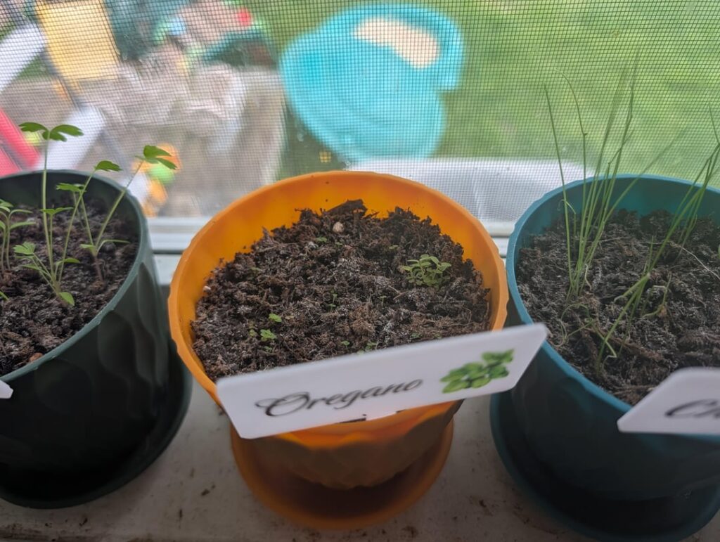 Tips appreciated for window herb garden