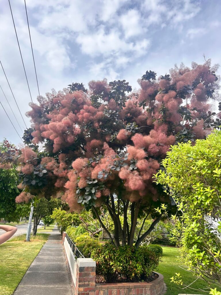 What tree is this? Victoria Melbourne Australia