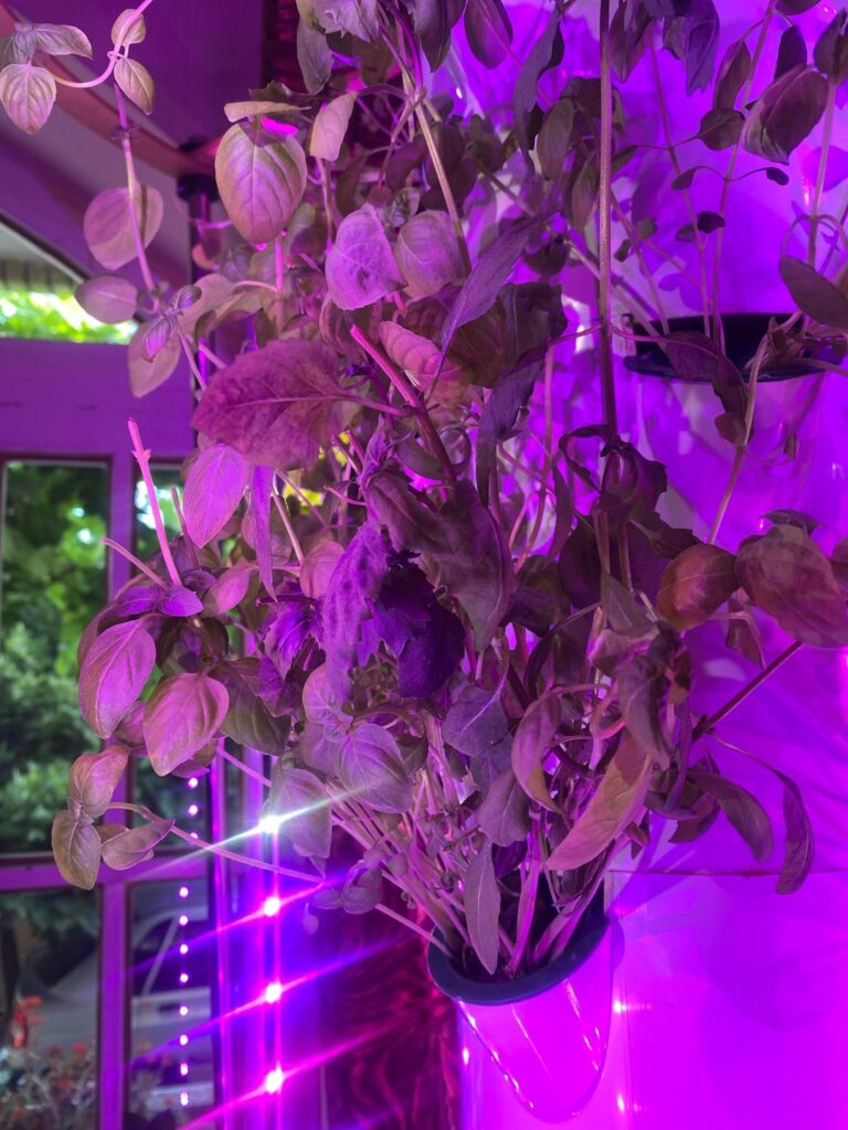 Basil numbers in each pot