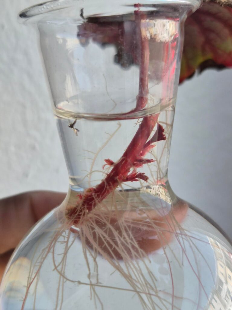 Underwater leaves growing during propagation?