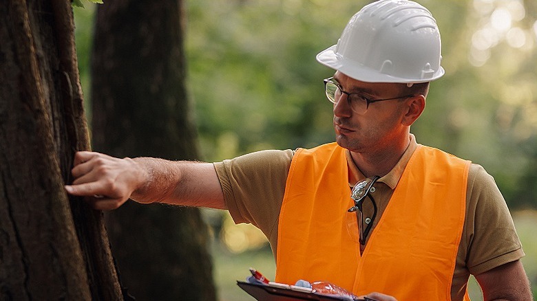 man in orange vest examining tree bark for signs of disease or insect infestation, holding clipboard and wearing safety helmet