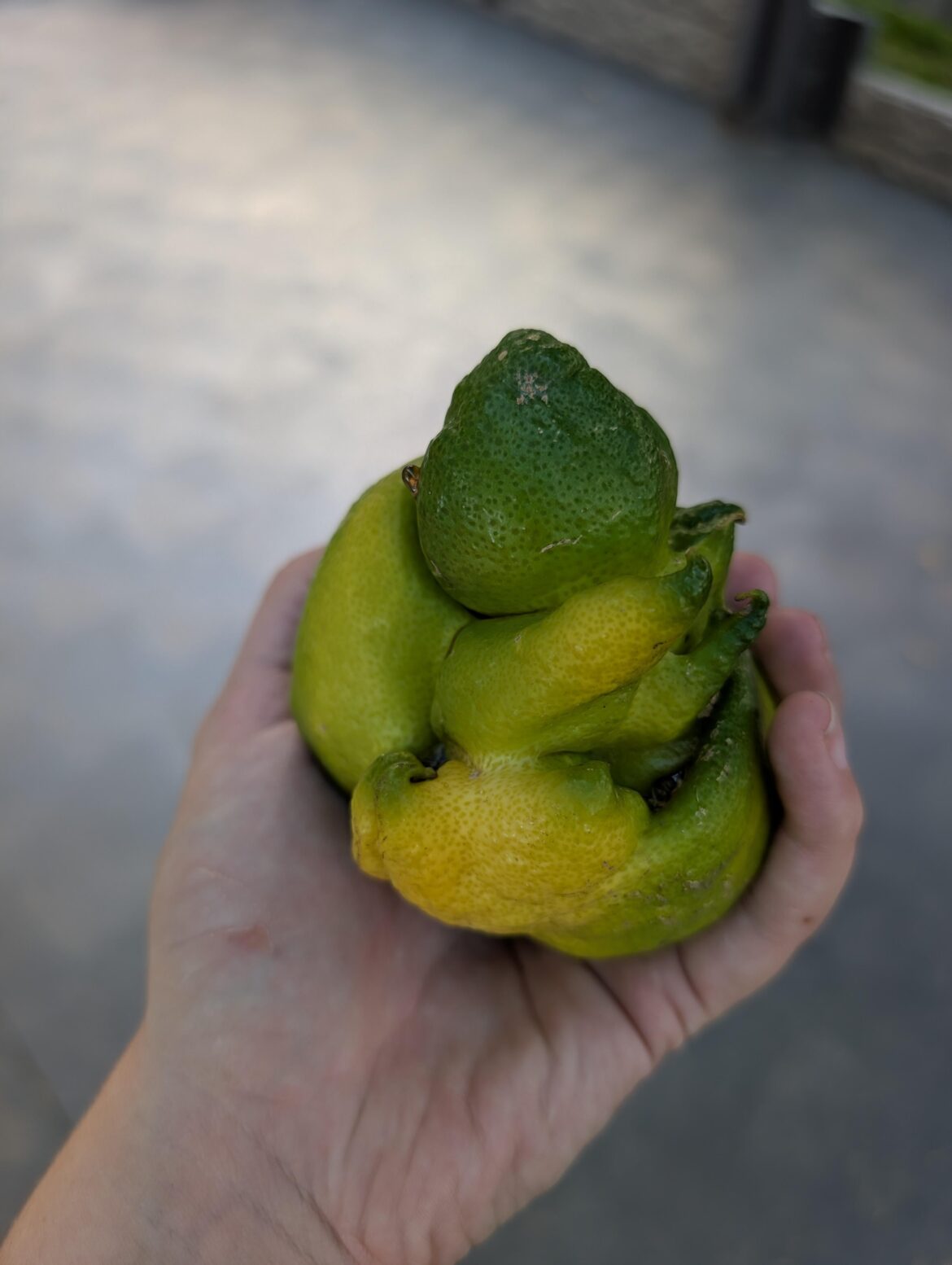 Giving a neglected lemon tree some much needed TLC, pulled off this monstrosity Giving a neglected lemon tree some much needed TLC, pulled off this monstrosity