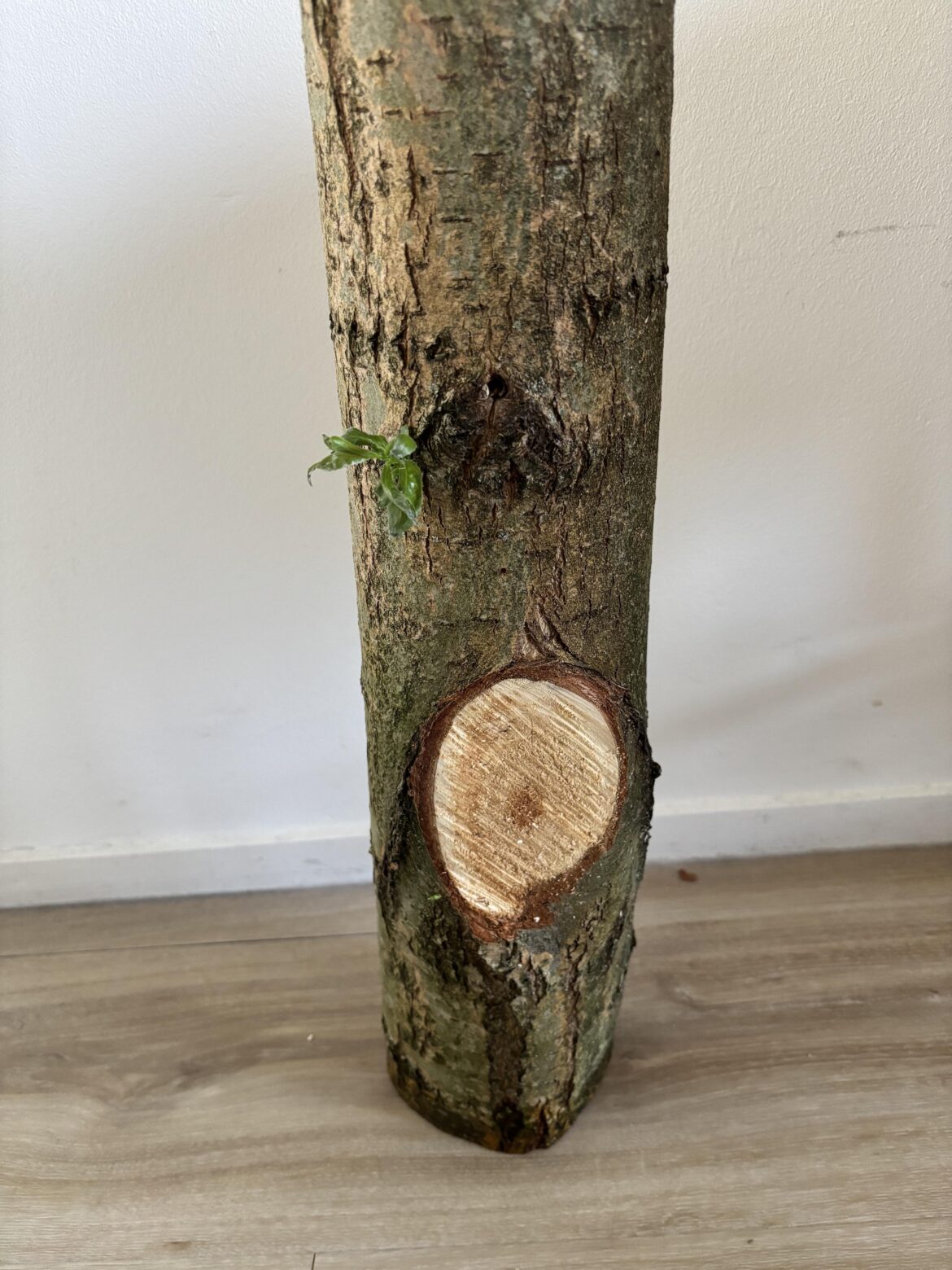 Can this piece of wood be saved?