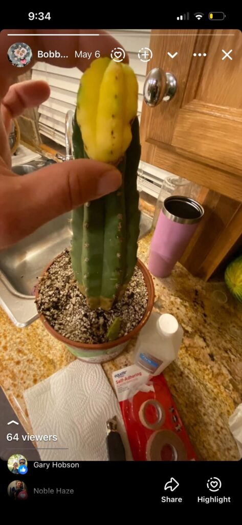 A year as a scion. Scop Vari