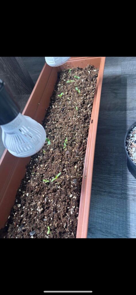 Marigolds from seeds